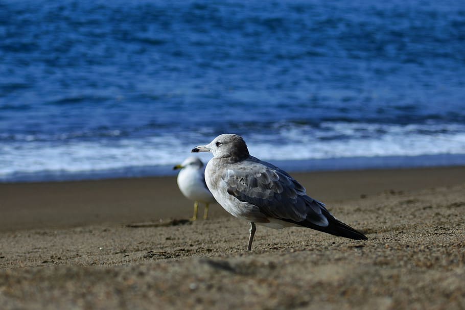 animal, sea, beach, wave, seabird, sea gull, seagull, wild animal HD wallpaper
