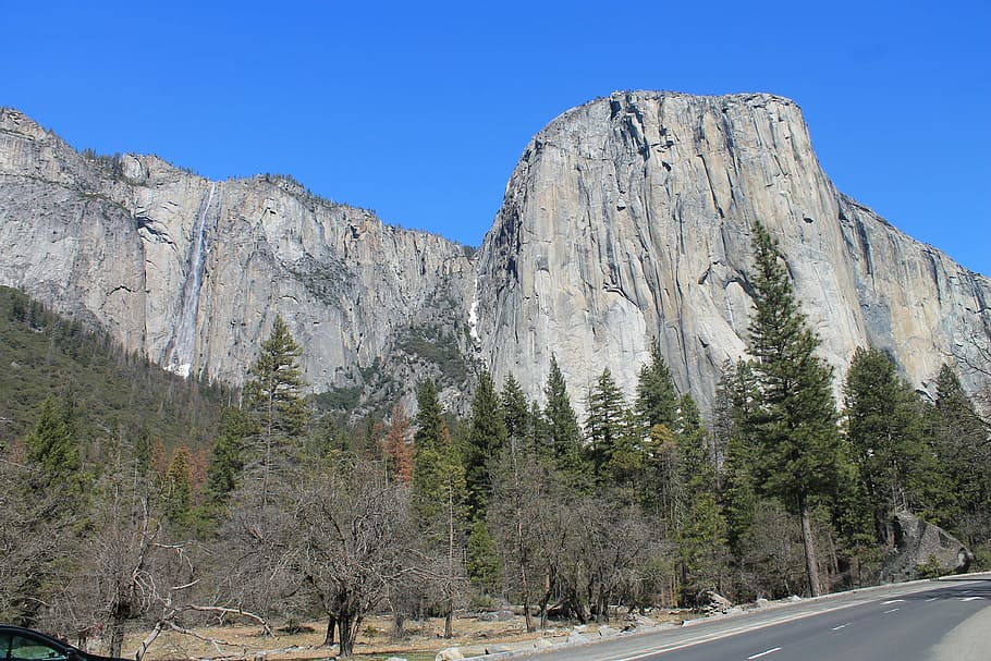 el capitan, yosemite, tree, park, california, national, landscape, HD wallpaper