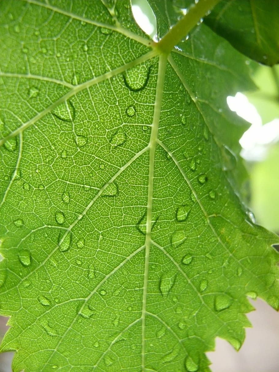 grape, leaf, dew, droplet, water, green, plant part, green color HD wallpaper
