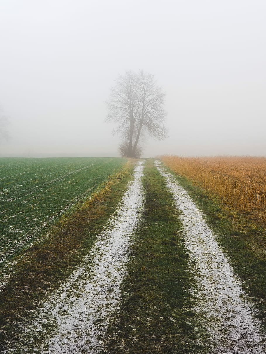 road leading to leafless tree, landscape photo of pathway surrounded by grass HD wallpaper