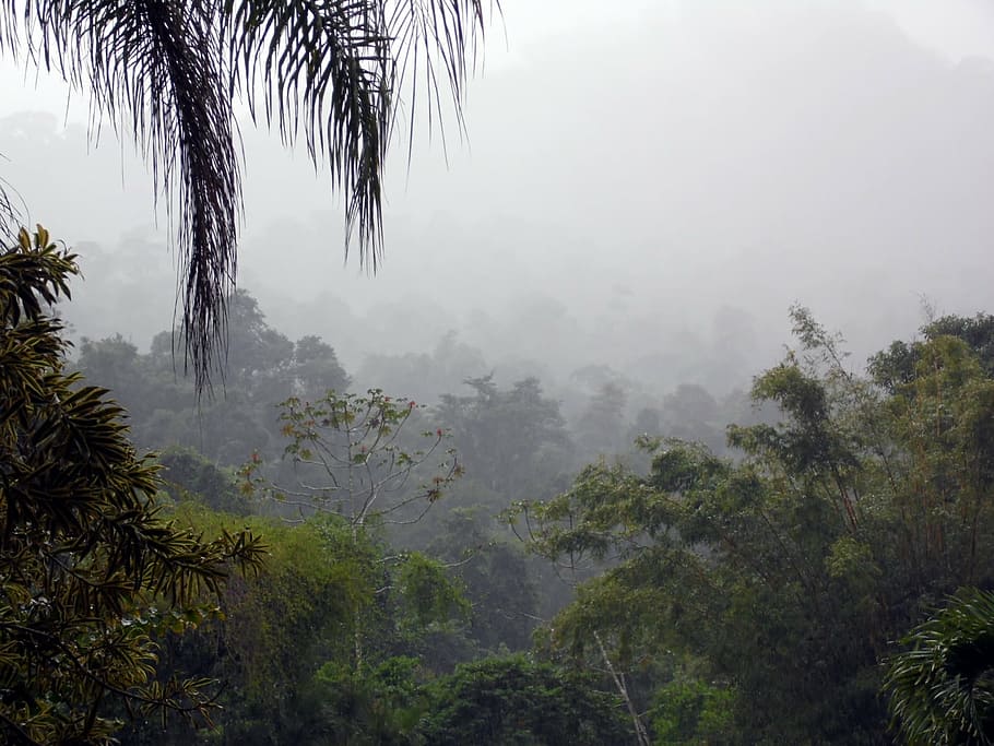 fog, jungle, forest, sawmill, clouds, trees, green, nature HD wallpaper