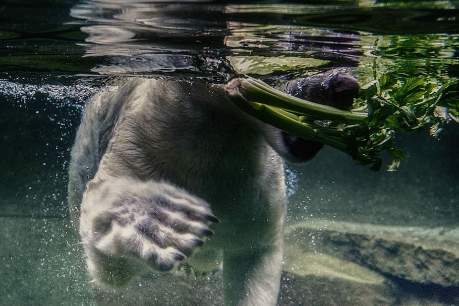 dog eating plant on water, bear swimming underwater during daytime