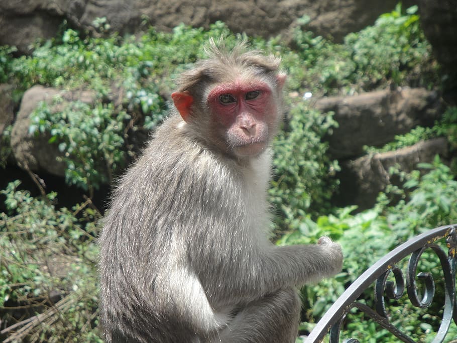 monkey, animal, wild, primate, animal wildlife, animals in the wild HD wallpaper