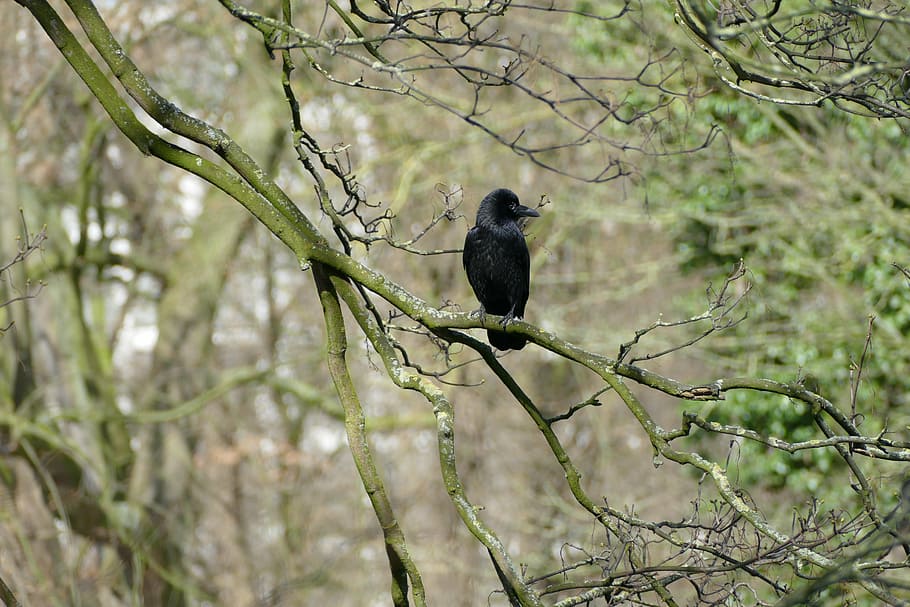 bird, waiting, for, animal themes, animal wildlife, vertebrate HD wallpaper