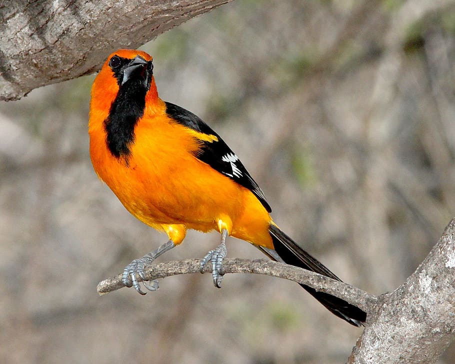 orange and black bird on gray branch, Altamira Oriole, Nature, HD wallpaper