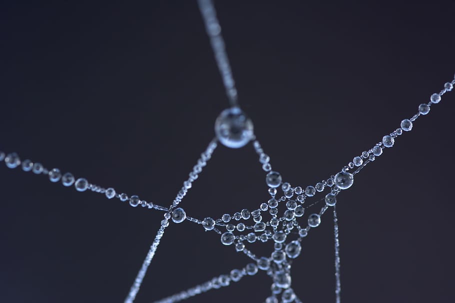 macro-lens of water droplets, spider web, frozen, dew, cobweb HD wallpaper