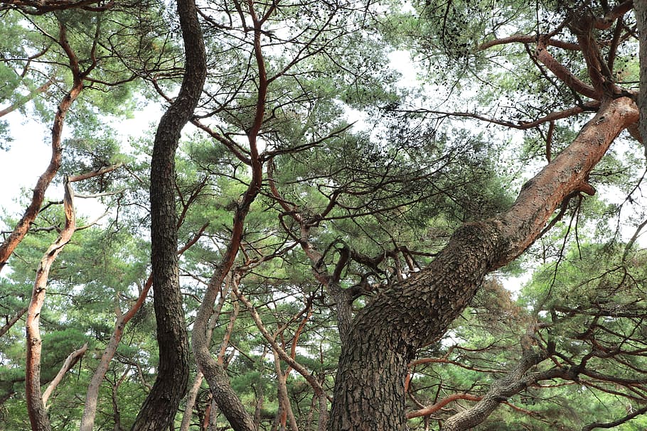 low angle photography of pine tree, pinetree, nature, natural, HD wallpaper