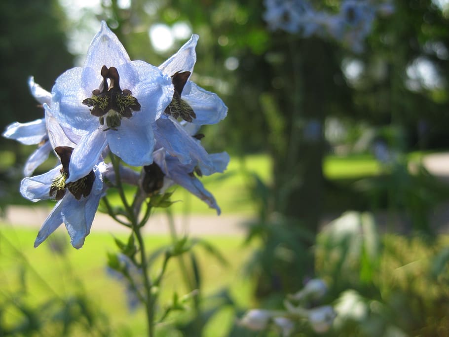 flower, blossom, bloom, spring, nature, plant, helllila, blue HD wallpaper