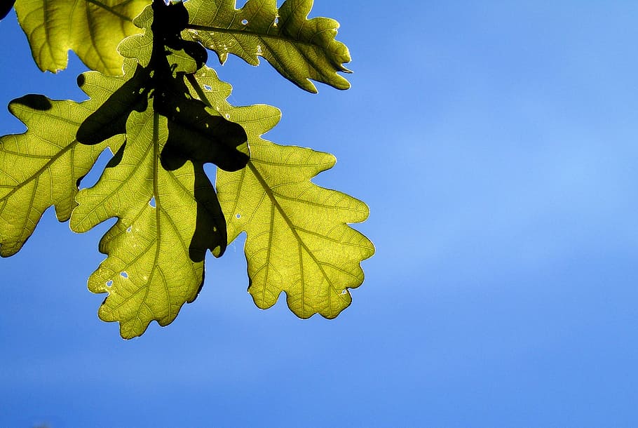 oak, leaves, tree, foliage, nature, season, forest, leaf, plant HD wallpaper