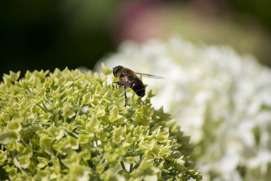 fly, flower, nature, bug, macro, hairy, flourish, plants, spring HD wallpaper