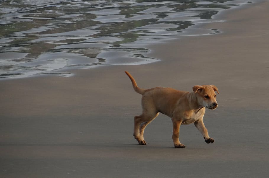 puppy, beach, sand, playing, pet, dog, animal, canine, cute HD wallpaper