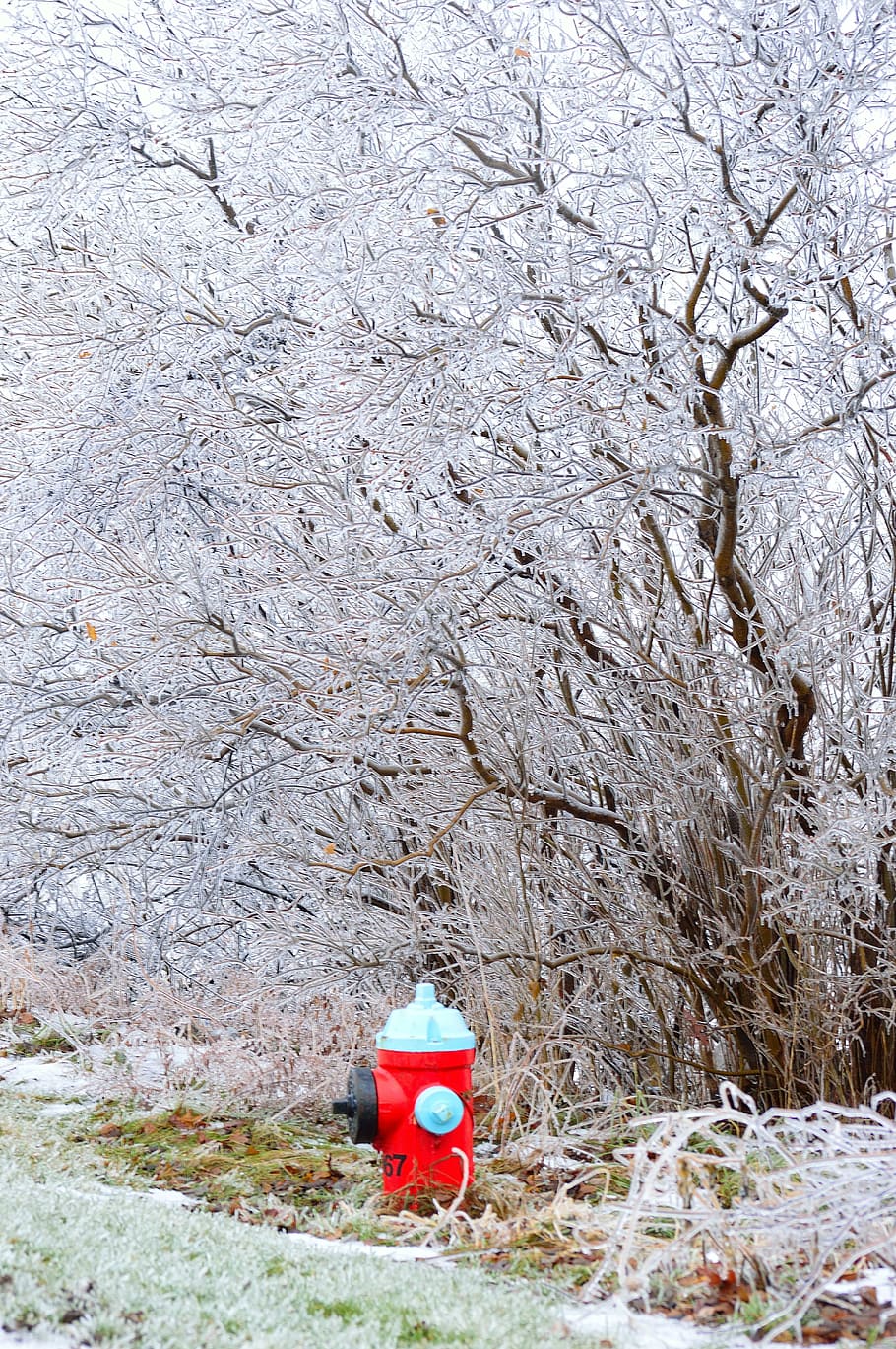 water hydrant, ice, branches, trees, winter, storm, frozen HD wallpaper