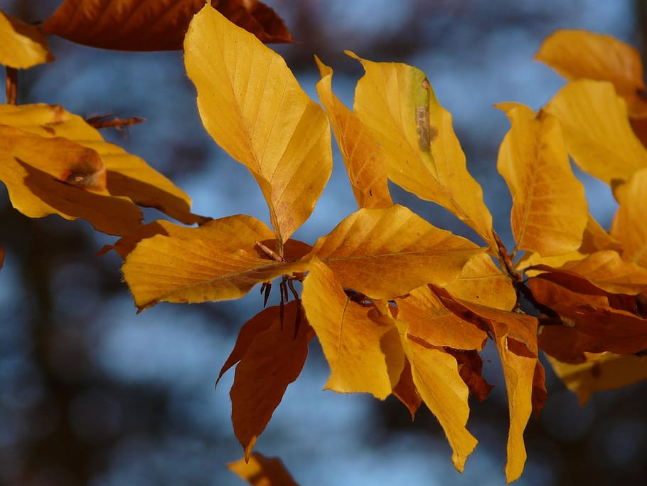 Beech, Fagus Sylvatica, deciduous tree, golden autumn, golden october HD wallpaper