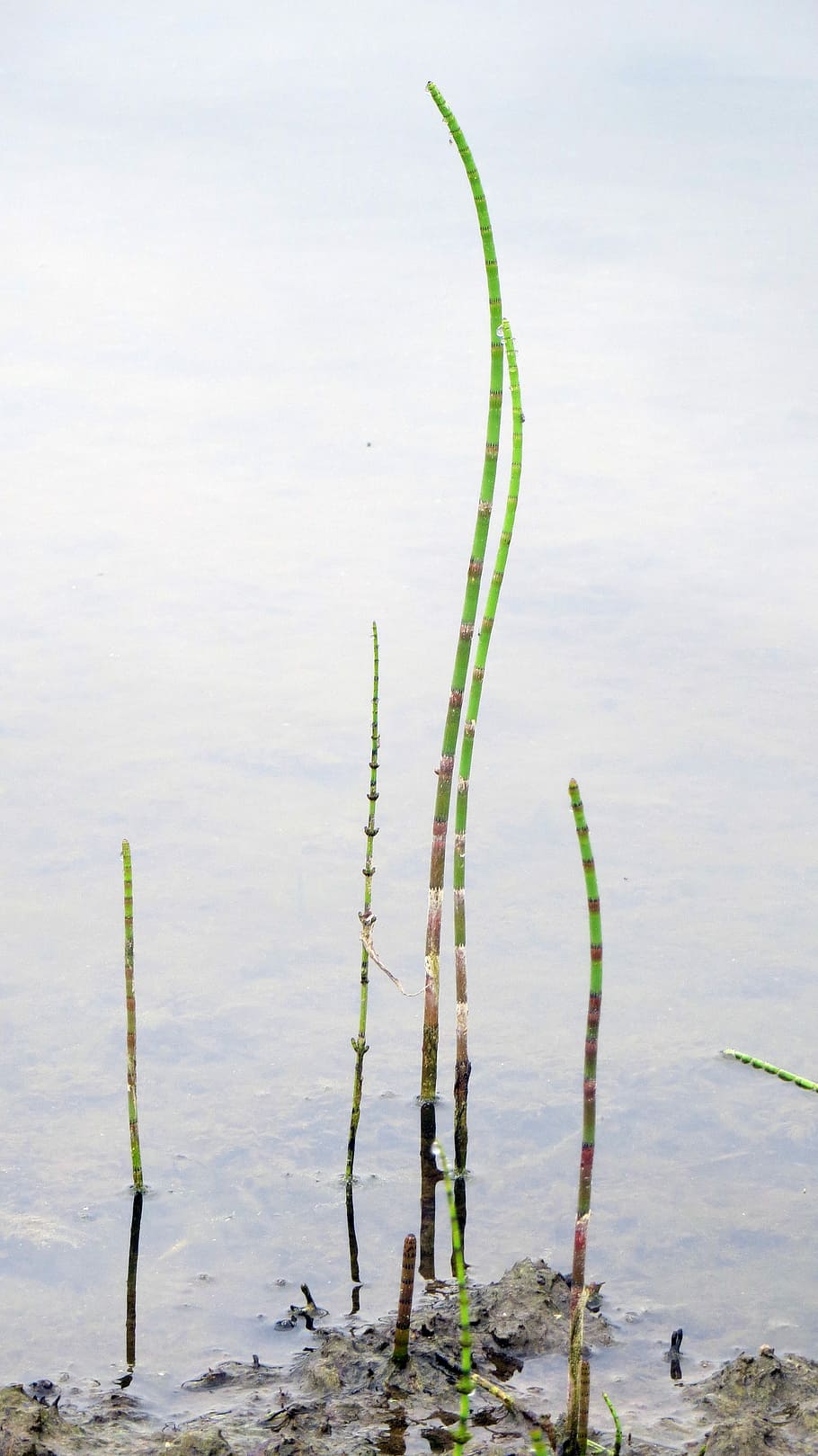 Aquatic Plant, Engine, ring, fauna, quagmire, bank, lake, teichplanze HD wallpaper