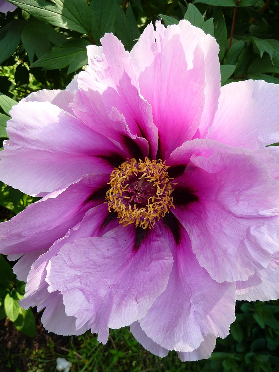 pink peony flower, spring, garden, flora, blossom, bloom, flowering plant HD wallpaper