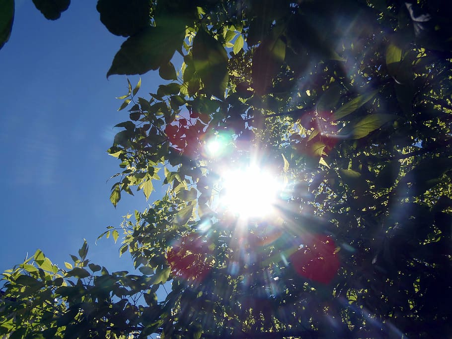 leaves, light, low angle shot, sun, sunlight, tree, public domain images HD wallpaper