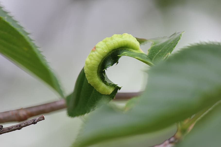 hornworm, insect, green, plant part, leaf, growth, green color HD wallpaper