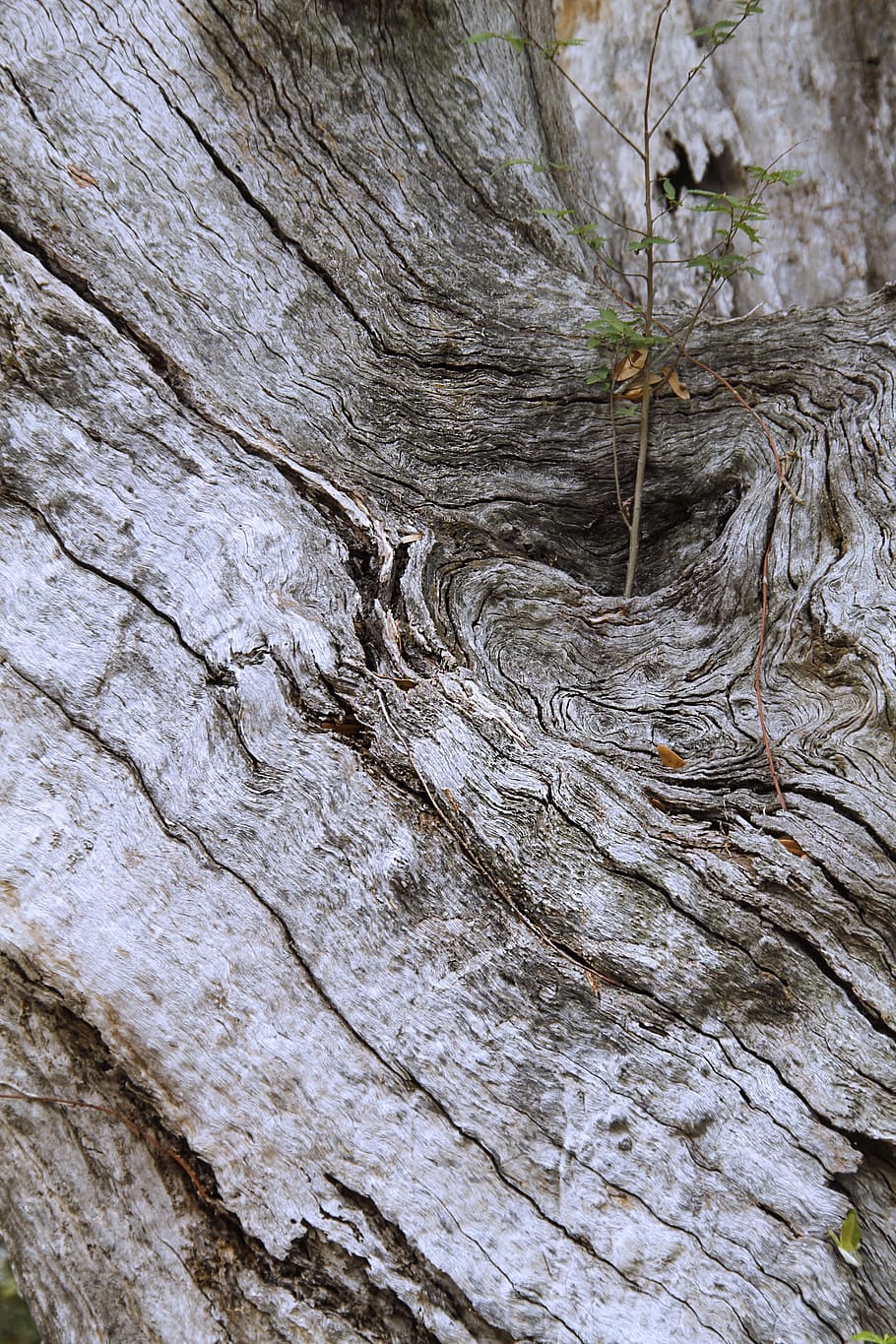 Tree, Bark, Rough, Diagonal, Pattern, diagonal pattern, texture HD wallpaper
