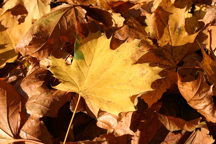 park, forest, autumn, tree, foliage, october, nature, plant part HD wallpaper