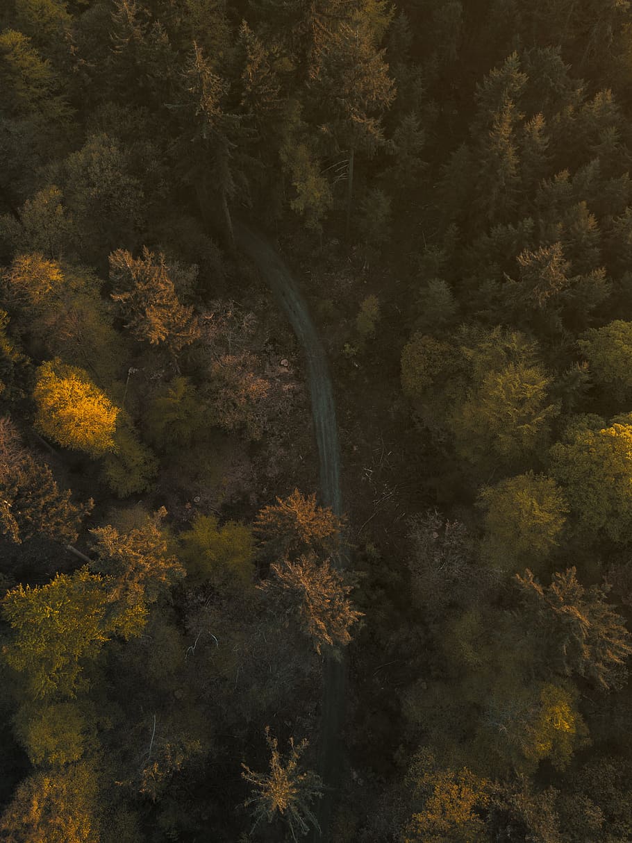 aerial photography of forest, aerial photo of forest, Lonely road HD wallpaper
