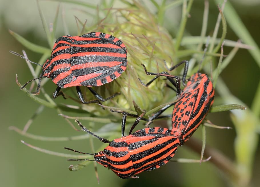 Hemiptera, Bug, Italicum, graphosoma, macro, insect, animal themes HD wallpaper