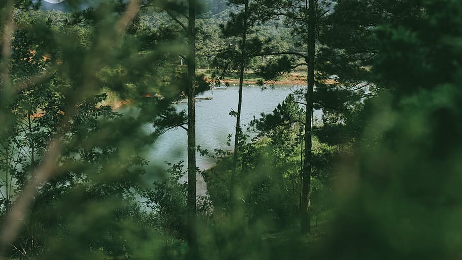 body of water near trees at daytime, shadow, depth, field, photography HD wallpaper