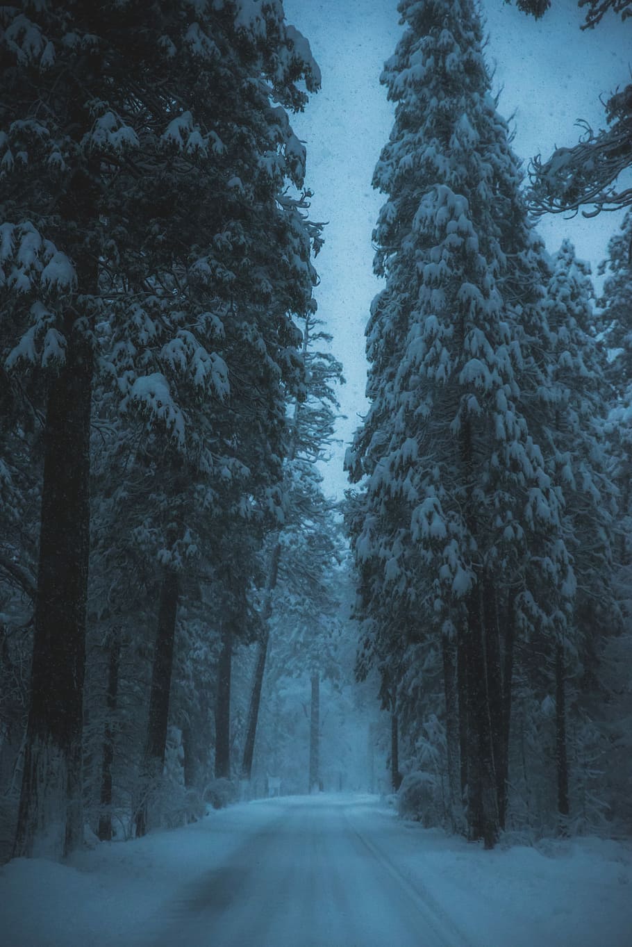 road surrounded by snow covered trees, empty street in between of pine trees covered by snow HD wallpaper