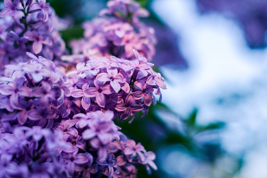 Lilac, Flower, without, lilac flower, lilac flowers, flourishing without, HD wallpaper