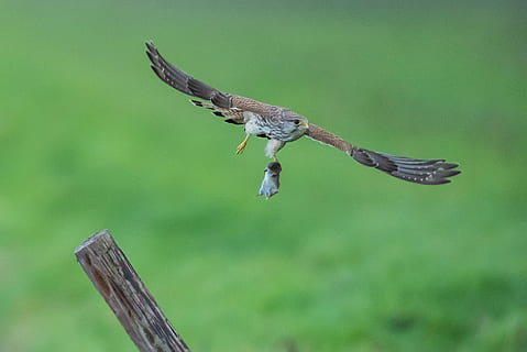 brown and black flying bird during daytime, brown bird flying above green field outdoors HD wallpaper