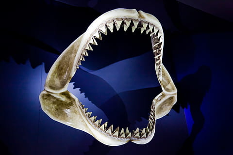 white shark jaw, Skeleton, Animal, Big, Bite, Danger, dangerous HD wallpaper