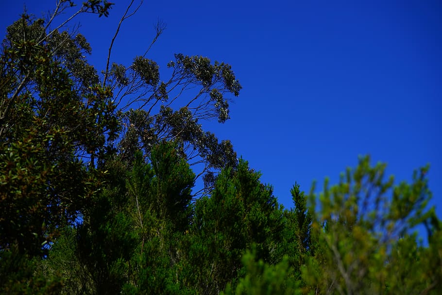 forest, scrub, tree heath, laurel tree, laurel forest, anaga landschaftspark HD wallpaper