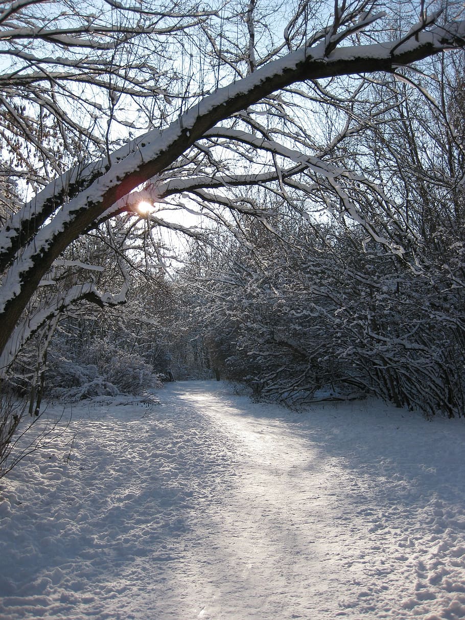 winter way, forest, back light, away, cold temperature, snow HD wallpaper