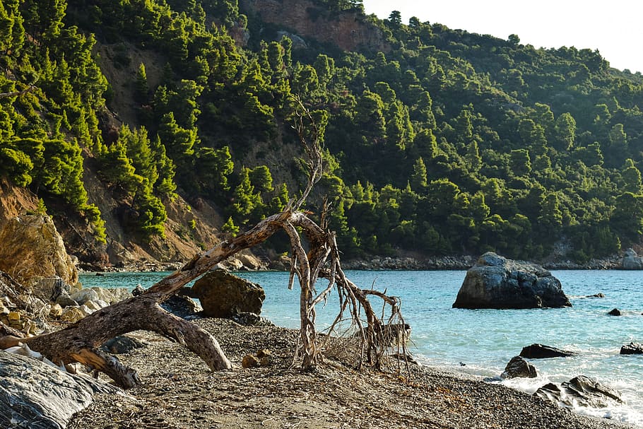 beach, wild, fallen tree, empty, nature, morning, landscape HD wallpaper