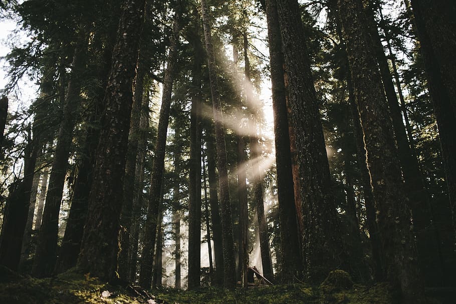 trees, forest, woods, nature, sunlight, plant, land, tranquility HD wallpaper