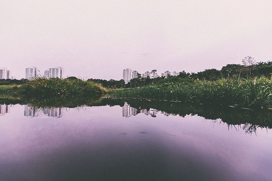 reflective photography of green grass near body of water, landscape photography of body of water surrounded by plants HD wallpaper