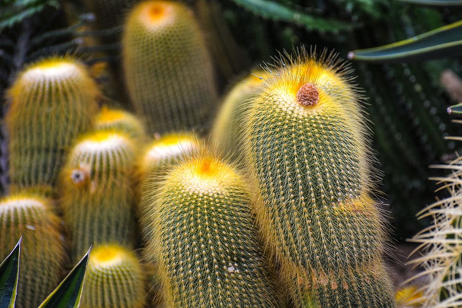 flower, unity, nature, together, color, cactus, plant, thorn HD wallpaper