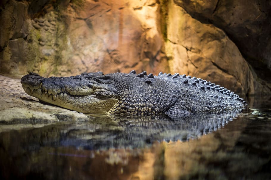 grey alligator in water, fish, blue, design, art, cool, photo HD wallpaper