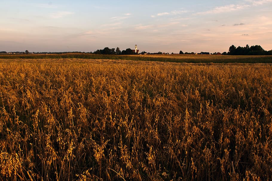 sunset, evening, warm, evening sky, cloud, field, land, landscape HD wallpaper