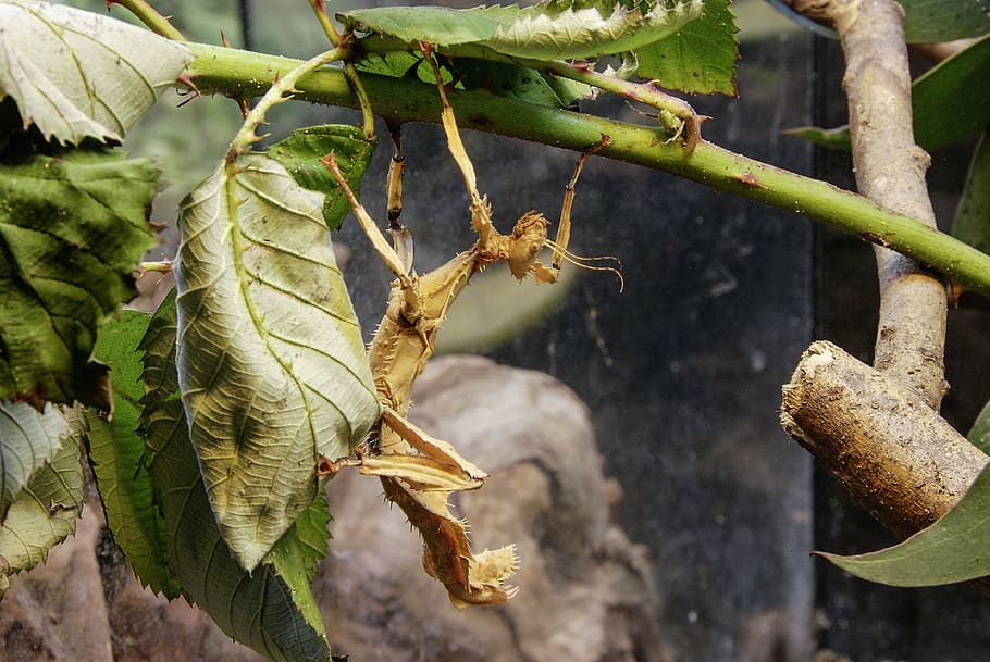 australian phasmid, insect, close, disguised, camouflage, ghost insect HD wallpaper
