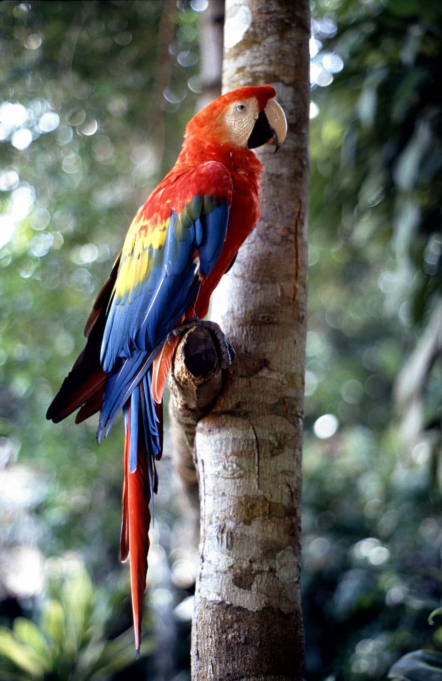 closeup photography of scarlet macaw perched on tree, ara, bird, HD wallpaper