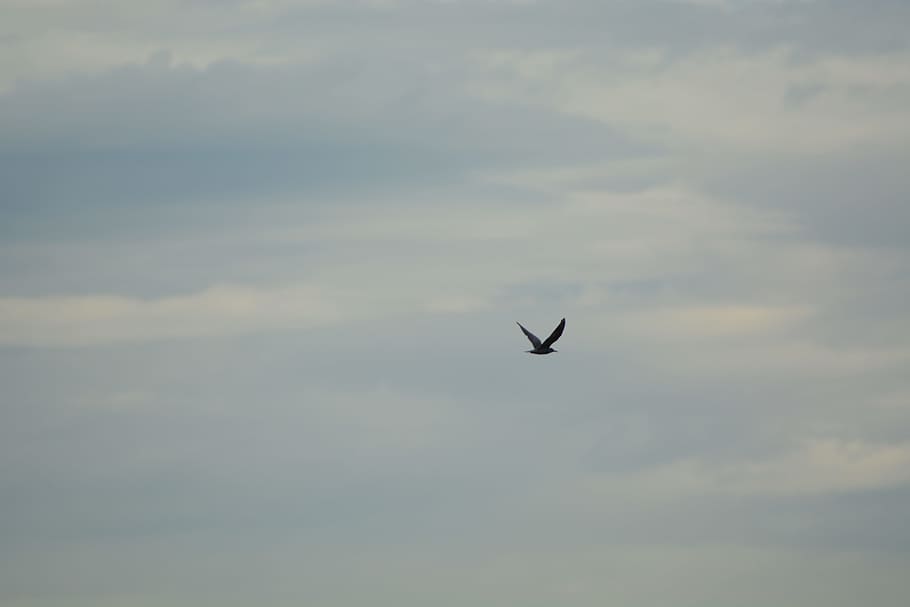 fly, bird, wing, flight, wildlife, sky, flying, cloud - sky HD wallpaper