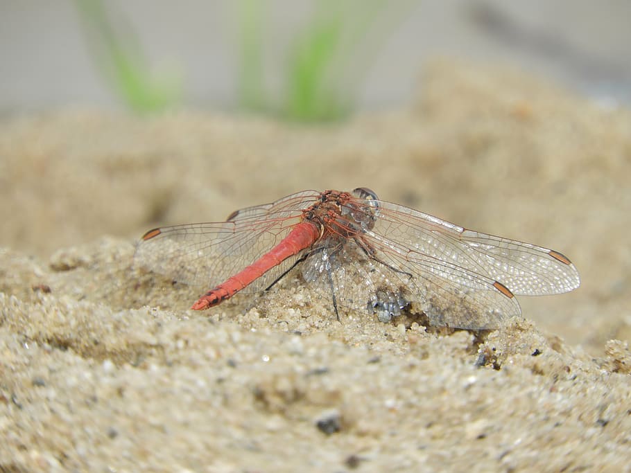 dragonfly, wing, insect, sand, orange, animal, animal themes HD wallpaper