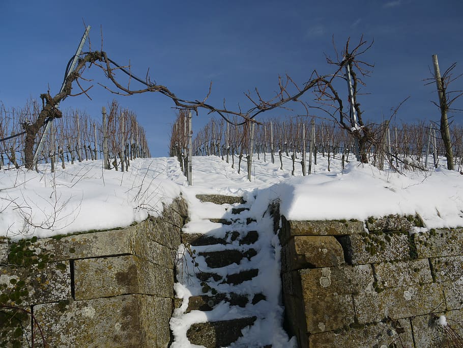 Vineyard, Winter, Snow, Wintry, dream day, white, cold, rest, HD wallpaper