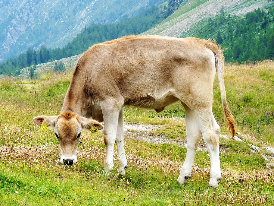 Calf, Mountain Meadow, Dolomites, livestock, grazing, animal HD wallpaper