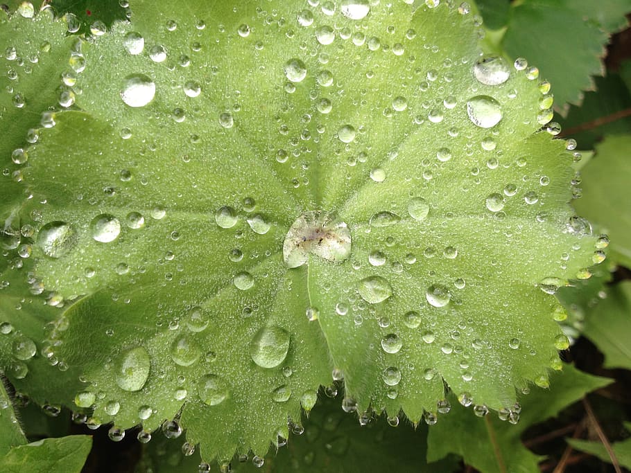 nature, drop, sheet, dew, green, wet, water, plant part, leaf HD wallpaper