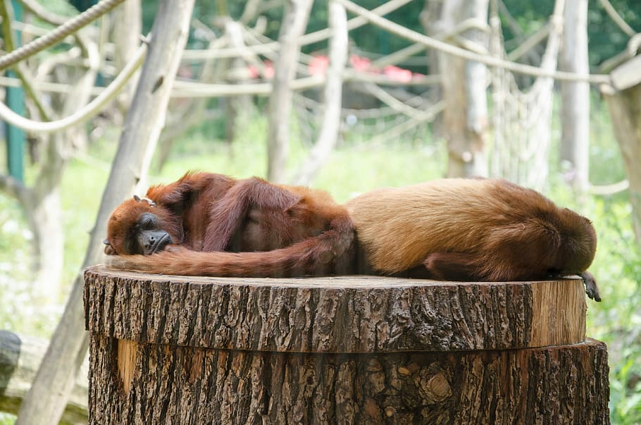 two primate laying on wood slab, two primates sleeping on wood slab HD wallpaper
