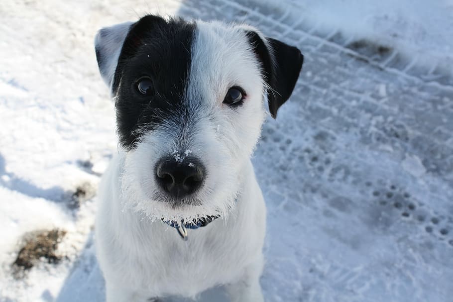 black, white, pattern, animal, black and white, dog, portrait HD wallpaper