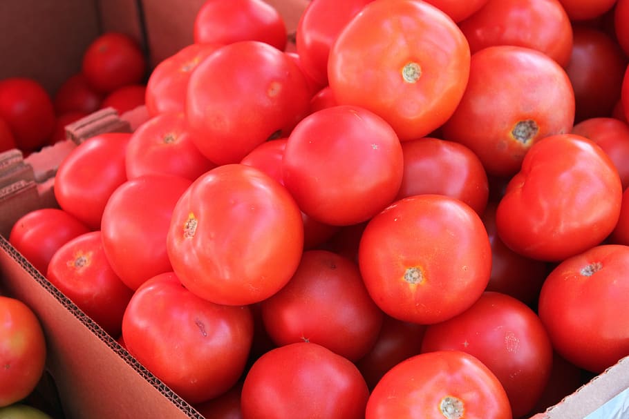 tomato, vegetables, fruit, healthy, organic, natural, nutrition HD wallpaper