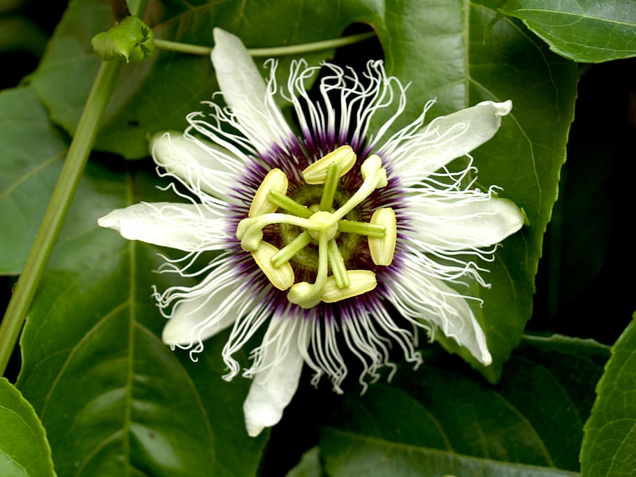 passion, flower, fruit, tropical, green, petal, leaf, head HD wallpaper