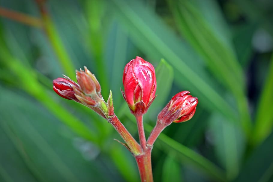 oleander, bud, flower, close, nature, growth, plant, close-up HD wallpaper
